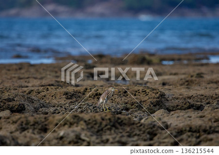 A wild bird hunts on a reef at low tide on the coast of Thailand in sunny weather, waves in the background A wild bird hunts on a reef at low tide on the coast of Thailand in sunny weather, waves in the background 136215544