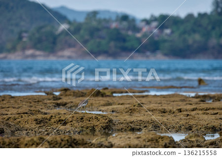 A wild bird hunts on a reef at low tide on the coast of Thailand in sunny weather, waves in the background A wild bird hunts on a reef at low tide on the coast of Thailand in sunny weather, waves in the background 136215558