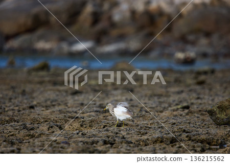 A wild bird hunts on a reef at low tide on the coast of Thailand in sunny weather, waves in the background A wild bird hunts on a reef at low tide on the coast of Thailand in sunny weather, waves in the background 136215562