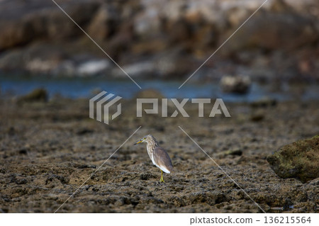 A wild bird hunts on a reef at low tide on the coast of Thailand in sunny weather, waves in the background A wild bird hunts on a reef at low tide on the coast of Thailand in sunny weather, waves in the background 136215564