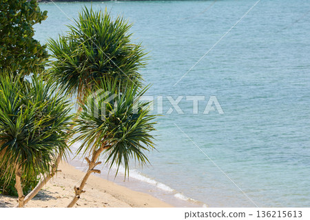 View from luxury villa at sunny day, sun loungers for sunbathing, umbrellas from the sun, pillows for swimming in the pool, palm tree on background 136215613