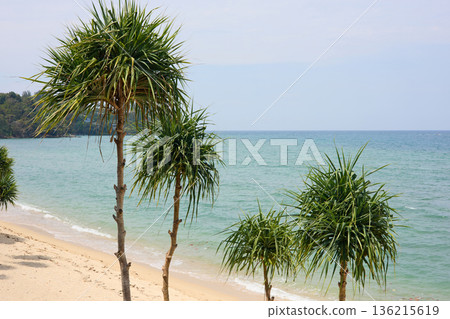 View from luxury villa at sunny day, sun loungers for sunbathing, umbrellas from the sun, pillows for swimming in the pool, palm tree on background 136215619