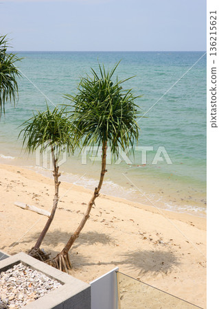 View from luxury villa at sunny day, sun loungers for sunbathing, umbrellas from the sun, pillows for swimming in the pool, palm tree on background View from luxury villa at sunny day, sun loungers for sunbathing, umbrellas from the sun, pillows for swimming in the pool, palm tree on background 136215621
