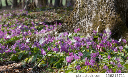 Dogtooth violets growing among the trees Dogtooth violets growing among the trees 136215711