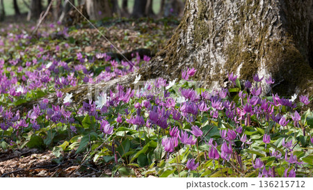 Dogtooth violets growing among the trees Dogtooth violets growing among the trees 136215712