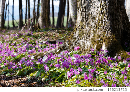 Dogtooth violets growing among the trees 136215713