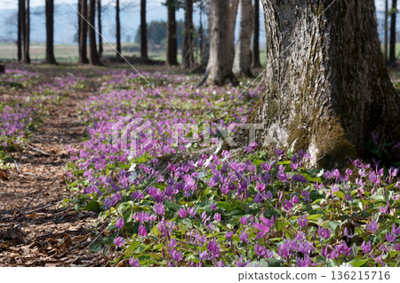 Dogtooth violets growing among the trees 136215716
