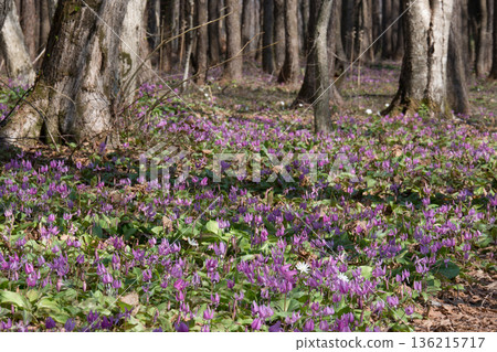 Dogtooth violets growing among the trees 136215717