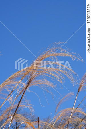 Withered Susuki Withered Susuki 136215869
