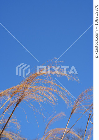 Withered Susuki Withered Susuki 136215870