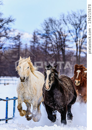 一群壯觀的十勝馬尾馬在雪地上飛奔。 一群壯觀的十勝馬尾馬在雪地上飛奔。 136215878