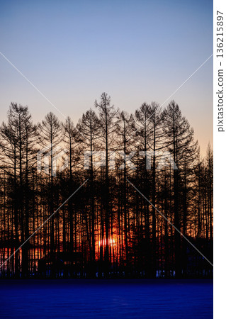 Winter sunrise over the Tokachi Plain and the silhouette of a larch forest 136215897
