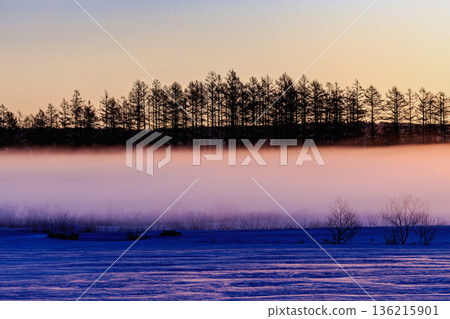 北海道十勝的冬日景色，籠罩在神秘的晨霧之中。 136215901