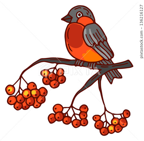 Winter rowan branch with bullfinch bird color drawing 136216127