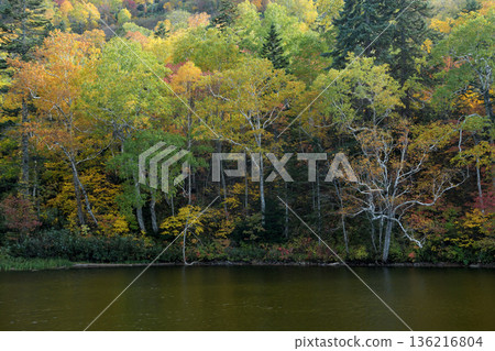 The autumn leaves forest 136216804