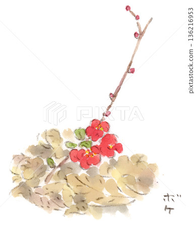 冬季植物水彩插圖，路邊盛開的日本木瓜花 136216953
