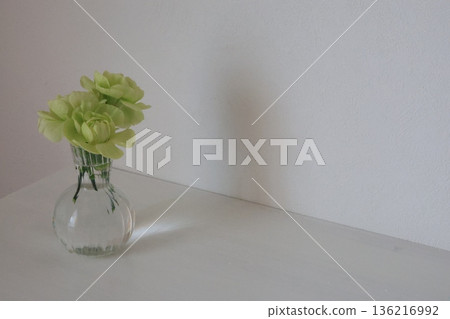 Green carnation 136216992