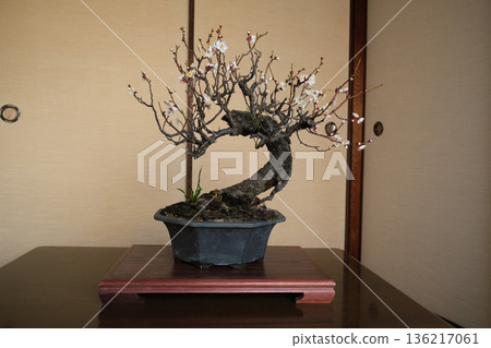梅花盆景 136217061