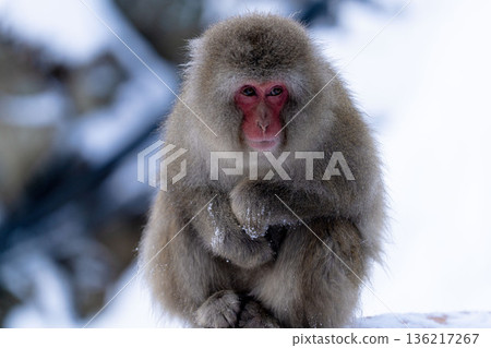 Jigokudani Snow Monkey Park in winter Jigokudani Snow Monkey Park in winter 136217267
