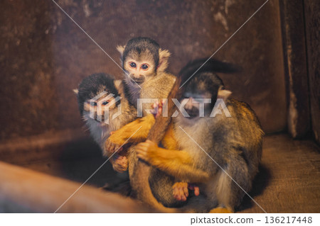 A snapshot of three squirrel monkeys, a parent and child, nestled together in an indoor exhibit at the zoo 136217448