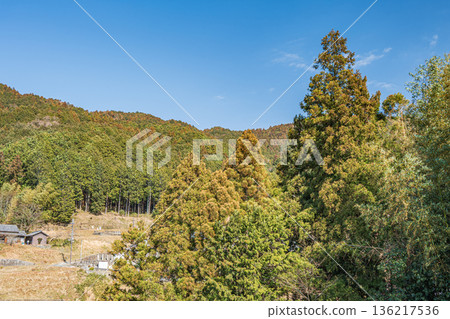 Coniferous forests in Asuka Village, Nara Prefecture Coniferous forests in Asuka Village, Nara Prefecture 136217536