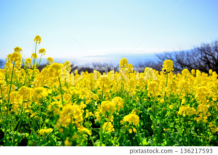 Scenery of Sagami Bay and rape blossom fields seen from the hill of Azumayama Park Scenery of Sagami Bay and rape blossom fields seen from the hill of Azumayama Park 136217593