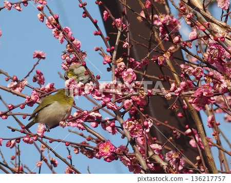White-eye that sucks the nectar of plum blossoms 136217757