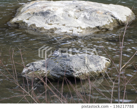 White wagtail walking on the rocks of the river White wagtail walking on the rocks of the river 136217788