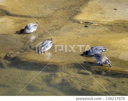 Teal feeding on a river weir 136217870