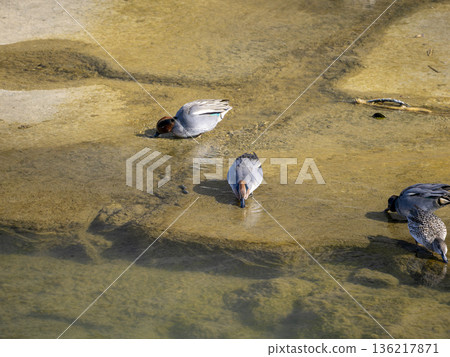 一隻綠頭鴨在河堰上覓食 136217871