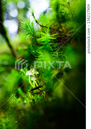 Small mushrooms in the forest illuminated by sunlight Small mushrooms in the forest illuminated by sunlight 136217904