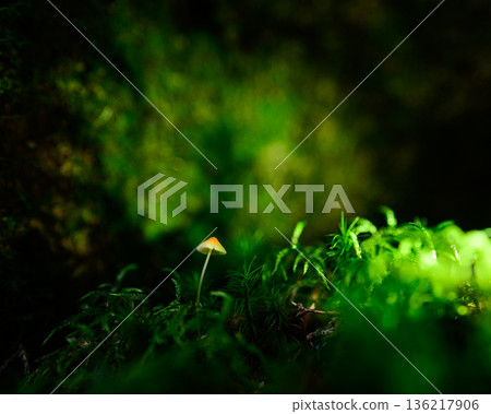 陽光照耀下，森林裡的小蘑菇閃閃發光 136217906