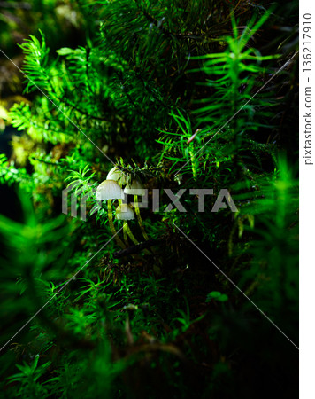 Small mushrooms in the forest illuminated by sunlight Small mushrooms in the forest illuminated by sunlight 136217910