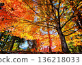 Maple Orange Road 136218033