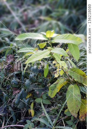 A shrub with green leaves growing wild in the winter bush in December before the leaves turn yellow. 136218080