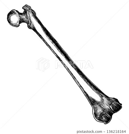 Vector hatching illustration of the tibia. The sketch is hand drawn on a white background. Leg human bone Vector hatching illustration of the tibia. The sketch is hand drawn on a white background. Leg human bone 136218164