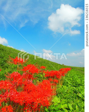 Autumn scenery of Edogawa River bank with red spider lilies blooming Autumn scenery of Edogawa River bank with red spider lilies blooming 136218315