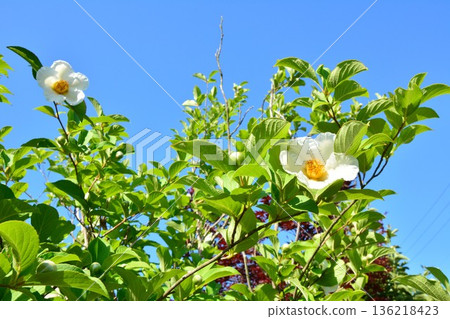 夏天山茶花 夏天山茶花 136218423