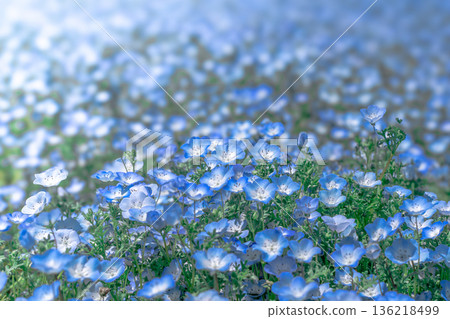 Nemophila Nemophila 136218499