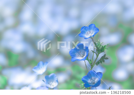 Nemophila 136218500