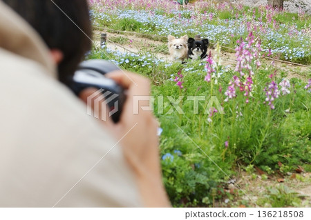A person taking photos of beautiful flowers and a cute Chihuahua A person taking photos of beautiful flowers and a cute Chihuahua 136218508