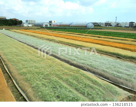 Autumn scenery of a komatsuna field with a sheet in the suburbs Autumn scenery of a komatsuna field with a sheet in the suburbs 136218515