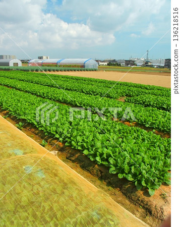 Autumn scenery of a komatsuna field with a sheet in the suburbs Autumn scenery of a komatsuna field with a sheet in the suburbs 136218516