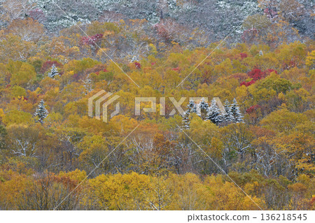 Snow-covered conifers and autumn leaves 136218545