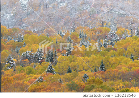 Autumn leaves and snow at the foot of the mountain Autumn leaves and snow at the foot of the mountain 136218546