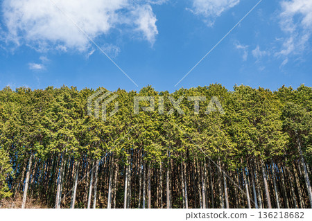 奈良縣飛鳥村上地區的針葉林 136218682