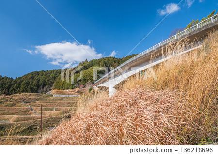 奈良縣飛鳥村上市的梯田和木脇橋 奈良縣飛鳥村上市的梯田和木脇橋 136218696