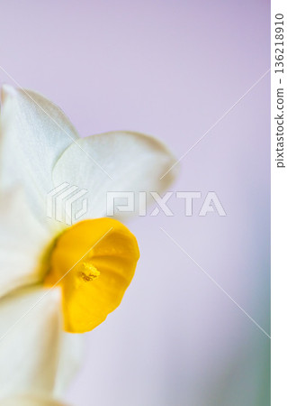 Narcissus flower 136218910