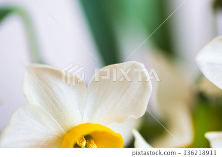 Narcissus flower 136218911