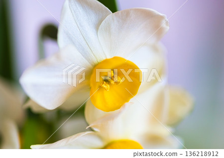 水仙花 水仙花 136218912